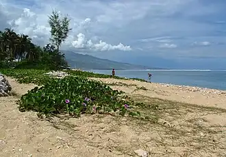 Pieds de « patates à Durand » (Ipomoea pes-caprae).