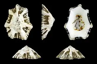 Description de l'image Patelloida saccharina 01.JPG.