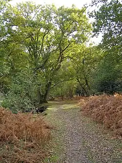 Allée gravillonnée en sous-bois