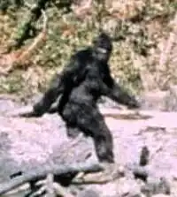 Description de l'image Patterson Gimlin Bigfoot (cropped).jpg.