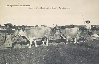Photographie en noir et blanc d'un attelage bovins et de deux paysans.