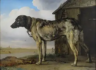 Wolf-Hound (1650-1655), Musée de l'Ermitage, Saint-Pétersbourg.
