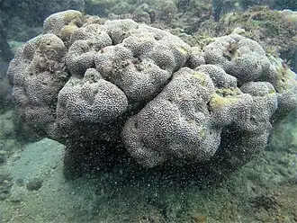 Description de l'image Pavona gigantea, Panamá 3.jpg.