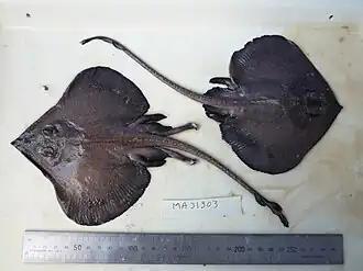 Description de l'image Pavoraja sp. (AM MA31303-2).jpg.