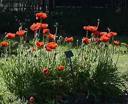 Pavots de Tournefort au Jardin des Plantes de Paris.