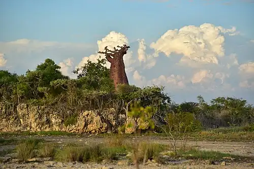 Paysage à Andavadoaka, Baobab et végétation xérophyte, région Atsimo-Andrefana, Madagascar