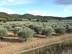 Une des nombreuses oliveraies des Mées.
