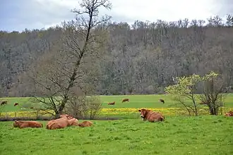 Les rives de la Grêne, près de Chabanais.