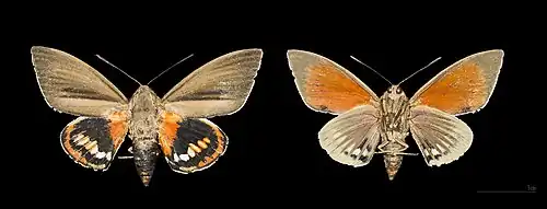 Forme naturalisée Muséum de Toulouse ♂