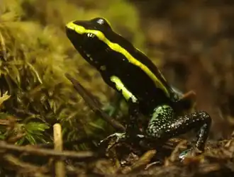 Vue complète de Phyllobates aurotaenia