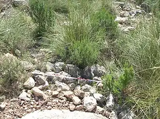 Partie de muaille (Peñas de Béjar I)