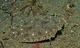 Pardachirus pavoninus