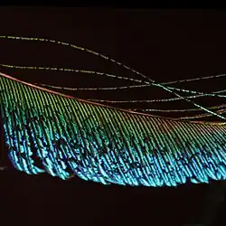 Barbules d'une plume de paon bleu