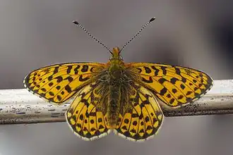 Boloria euphrosyne