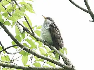Description de l'image Pearly-breasted Cuckoo.jpg.