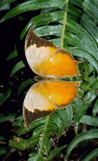 Description de l'image Pearly Leafwing (Consul electra) (36910083141).jpg.