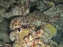 Spécimen des Maldives.