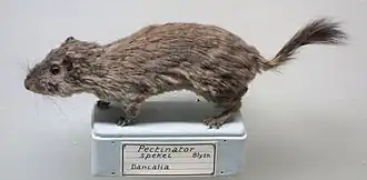 Description de l'image Pectinator spekei - Museo Civico di Storia Naturale Giacomo Doria - Genoa, Italy - DSC02829.JPG.