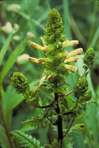 Description de l'image Pedicularis furbishiae.jpg.