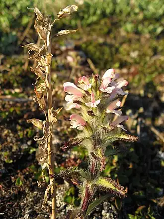 Photographie en couleurs d'une plante herbacée munie de fleurs blanches et de feuilles vert clair.