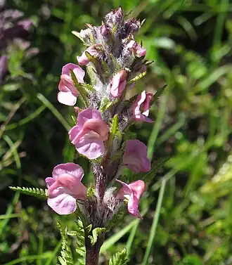 Description de l'image Pedicularis rostratospicata subsp helvetica 3 RF.jpg.
