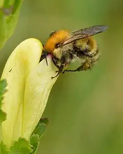 Bombus schrencki pollénisant Pedicularis sceptrum-carolinum.