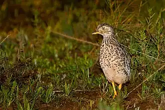 Description de cette image, également commentée ci-après