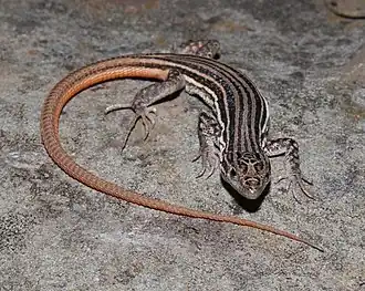 Description de l'image Pedioplanis burchelli.jpg.