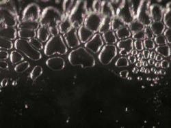 pelage d'un adhésif à petit angle.