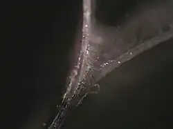 pelage d'un adhésif à petit angle.