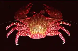 Allopetrolisthes spinifrons