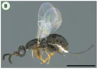 Description de l'image Pegoscapus sp. from South Pantanal, Mato Grosso do Sul, Brazil.png.