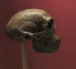 Crâne reconstitué de l'Homme de Pékin.