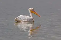 Grand pélican blanc.