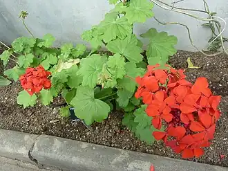 Description de l'image Pelargonium_inquinans_(Geraniaceae)_plant.jpg.