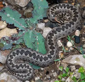 Description de l'image Pelias eriwanensis, female (Mt. Kysyrdag, Turkey).png.
