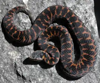 Description de l'image Pelias magnifica, female (ridge Maly Bambak, Russia).png.