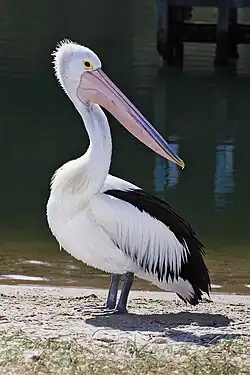 Pelecanus conspicillatus (Pelecaniformes).