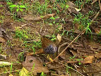 Description de cette image, également commentée ci-après