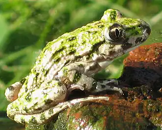 Photographie de profil d’un crapaud vert.