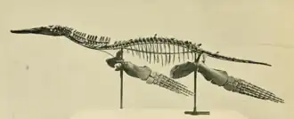 Photographie d'un squelette monté de Peloneustes en vue latérale