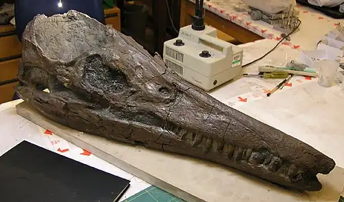 Photographie d'un crâne fossile non écrasé et bien conservé d'un reptile marin.