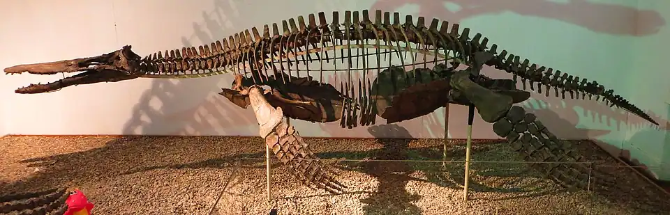 Vue latérale d'un squelette monté d'un pliosauridé.