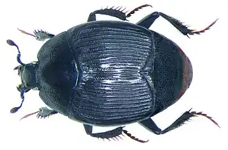 Pelorurus densistriatus&nbsp;(sv).