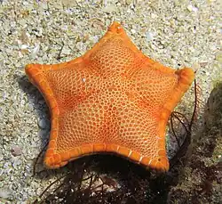 Étoile-biscuit (Peltaster placenta)