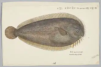 Peltorhamphus novaezeelandiae.