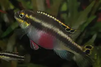 Pelvicachromis pulcher est un cichlidé nain originaire de l'Afrique de l'Ouest.