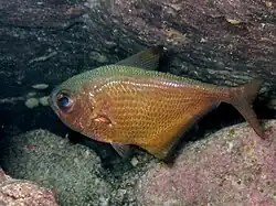 Pempheris vanicolensis