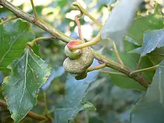 Description de cette image, également commentée ci-après