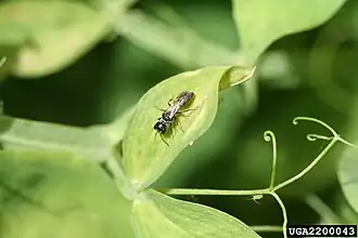 Description de cette image, également commentée ci-après